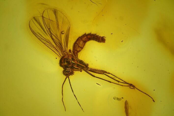 Detailed Fossil Fungus Gnat (Sciaridae) In Baltic Amber #166263